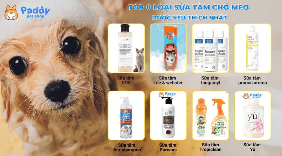 Top 8 loại sữa tắm chó mèo khử mùi tốt, thơm lâu được yêu thích - Paddy Pet Shop