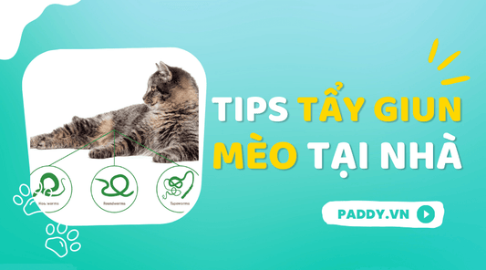 Tẩy Giun Sán Cho Mèo Tại Nhà Đúng Cách - Paddy Pet Shop