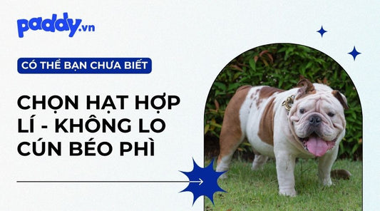 Tham Khảo Các Loại Thức Ăn Hỗ Trợ Điều Trị Béo Phì Ở Chó