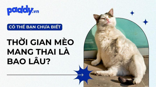 Thời Gian Mèo Mang Thai Bao Lâu? - Paddy Pet Shop