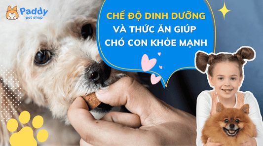 Chế độ dinh dưỡng và thức ăn cho chó con giúp pet khỏe mạnh - Paddy Pet Shop