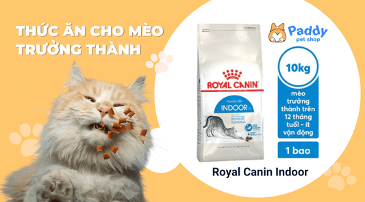 Review các dòng thức ăn cho mèo trưởng thành bán chạy nhất hiện nay - Paddy Pet Shop