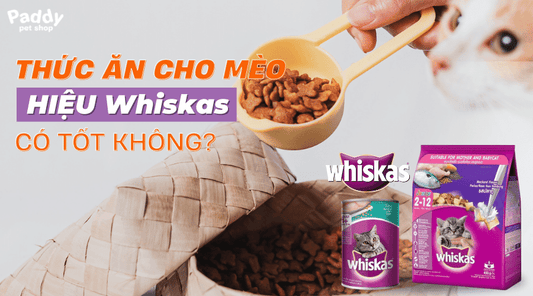 Thức ăn hạt cho mèo Whiskas có tốt không? Mua ở đâu chính hãng? - Paddy Pet Shop