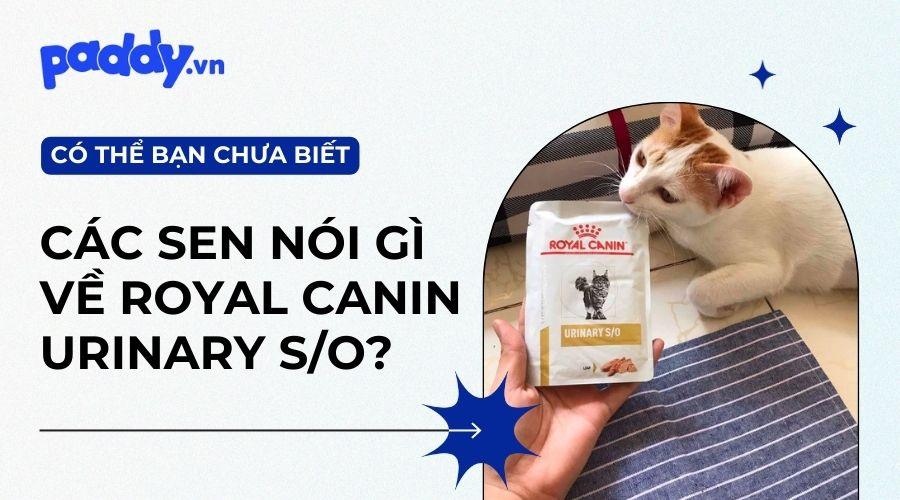 Thức Ăn Royal Canin Urinary Cho Mèo Sỏi Thận Được Đánh Giá Như Thế Nào? - Paddy Pet Shop