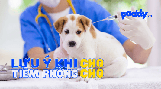 Lịch Tiêm Phòng Cho Chó Và Các Lưu Ý Khi Tiêm Phòng  - Paddy Pet Shop