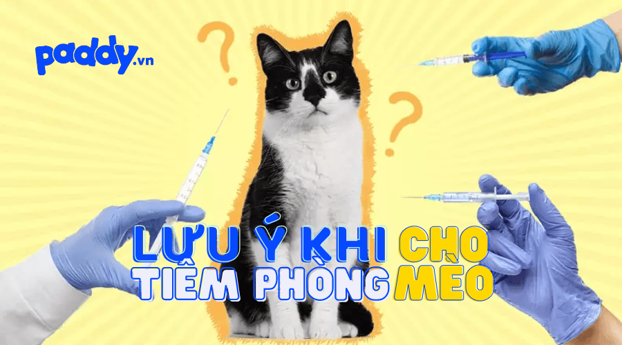 Lịch Tiêm Phòng Cho Mèo Và Các Lưu Ý Khi Tiêm Phòng - Paddy Pet Shop