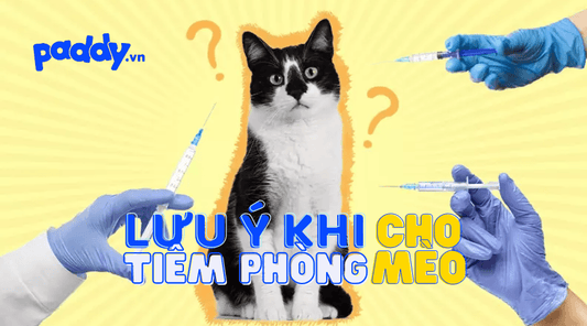 Lịch Tiêm Phòng Cho Mèo Và Các Lưu Ý Khi Tiêm Phòng - Paddy Pet Shop