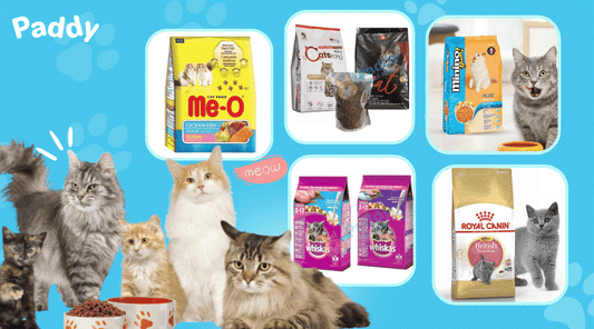 Tìm hiểu về thức ăn cho mèo dễ tiêu hóa - Paddy Pet Shop