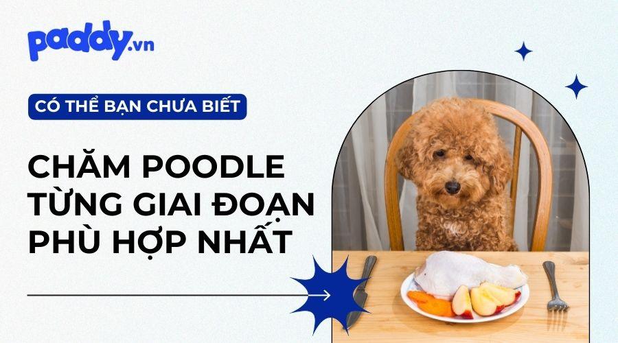 Tổng Hợp Các Loại Thức Ăn Cho Chó Poodle Theo Từng Giai Đoạn - Paddy Pet Shop
