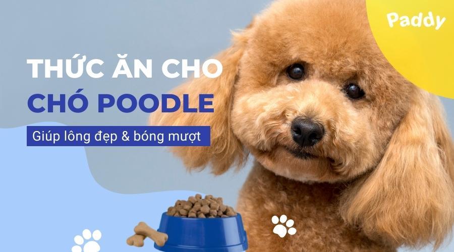 Top 10 loại thức ăn cho chó Poodle giúp lông đẹp, bóng mượt - Paddy Pet Shop