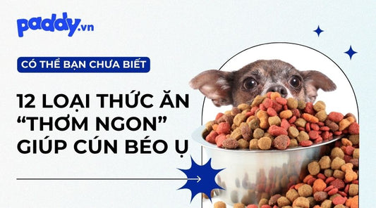 TOP 12 hãng thức ăn cho chó bổ dưỡng được yêu thích nhất - Paddy Pet Shop