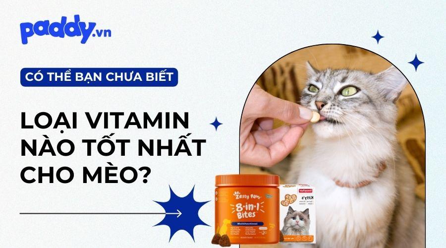 Top 4 loại Vitamin dành cho mèo tốt nhất - Paddy Pet Shop