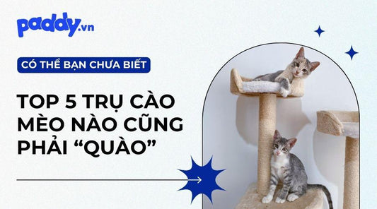 Top 5 Loại Nhà Cây Cho Mèo Mà Các Sen Không Nên Bỏ Qua - Paddy Pet Shop