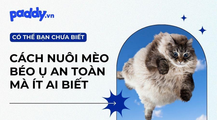 Cách Tăng Cân Cho Mèo Mà Không Ảnh Hưởng Sức Khỏe - Paddy Pet Shop