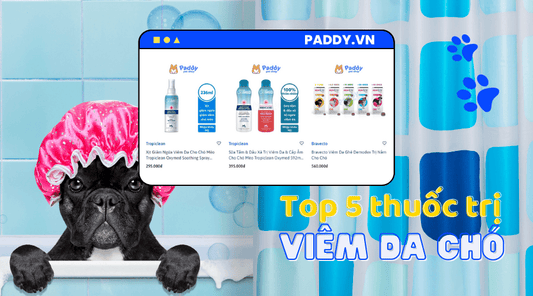 Top 5 Loại Thuốc Trị Viêm Da Cho Chó - Paddy Pet Shop