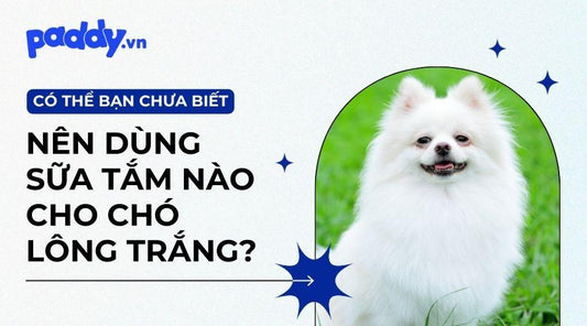 Top 7 Sữa Tắm Dành Riêng Cho Chó Lông Trắng - Paddy Pet Shop