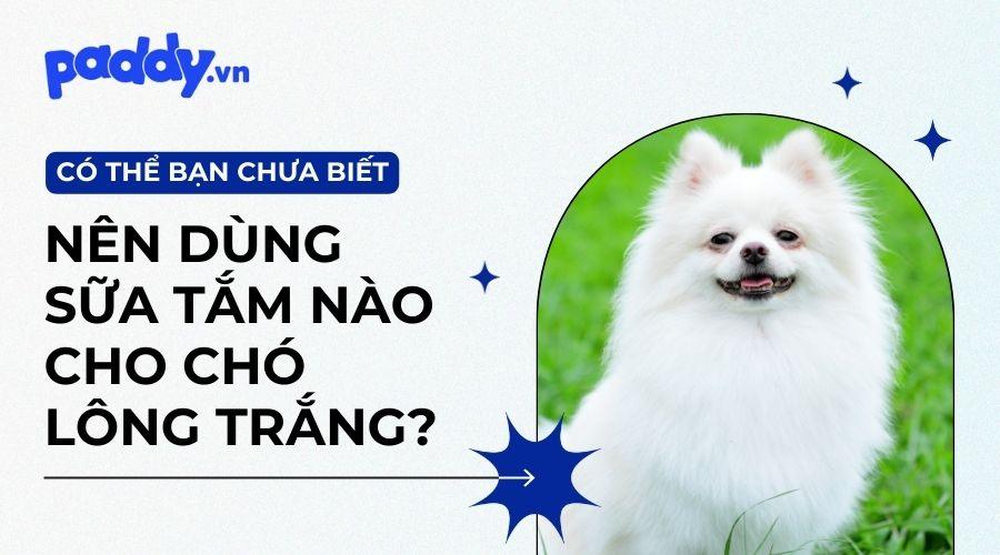 Top 7 Sữa Tắm Dành Riêng Cho Chó Lông Trắng - Paddy Pet Shop