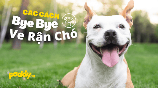 Mách Bạn Cách Trị Ve Rận Cho Chó Tận Gốc - Paddy Pet Shop