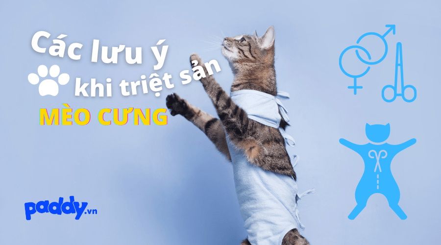 Quy Trình Và Các Lưu Ý Khi Triệt Sản Mèo - Paddy Pet Shop