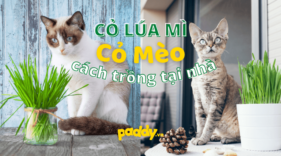 Hướng Dẫn Cách Trồng Cỏ Lúa Mì - Cỏ Mèo Tại Nhà - Paddy Pet Shop