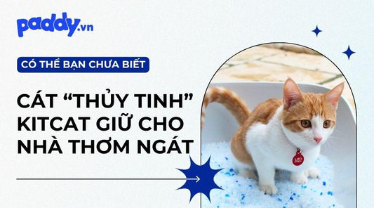 Ưu Điểm Khi Lựa Chọn Cát Thủy Tinh Kitcat Cho Mèo - Paddy Pet Shop