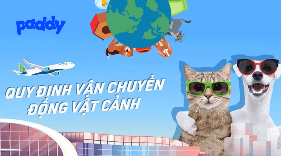 Quy Trình Vận Chuyển Chó Mèo Bằng Đường Hàng Không (2022) - Paddy Pet Shop