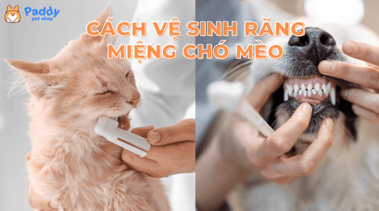 Cách vệ sinh răng miệng chó mèo siêu sạch, dễ thực hiện - Paddy Pet Shop