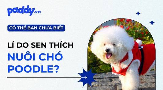 vì sao nên nuôi chó Poodle