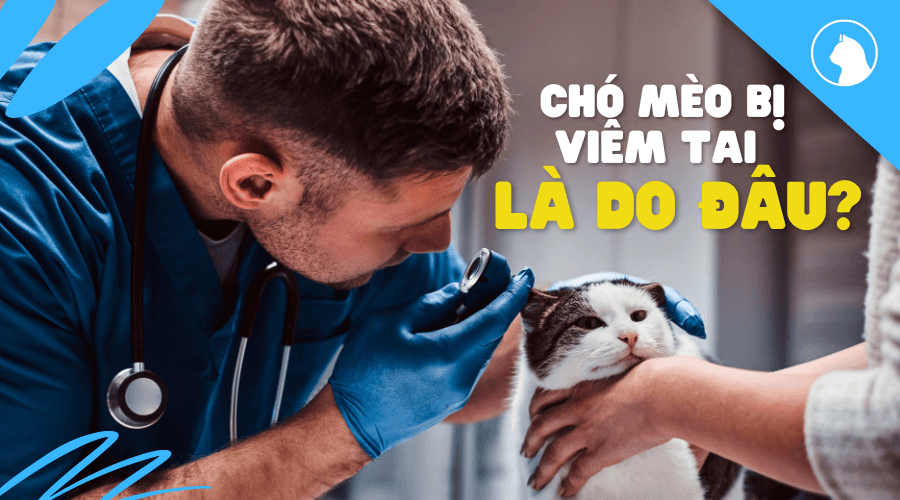 Viêm Tai Ở Chó Mèo Và Cách Phòng Ngừa Bệnh Hiệu Quả - Paddy Pet Shop