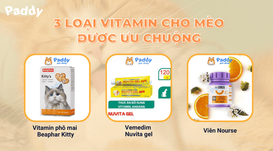 Tổng hợp các sản phẩm vitamin cho mèo phổ biến nhất - Paddy Pet Shop