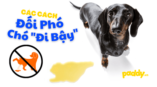 Nguyên nhân và cách đối phó khi chó đái bậy - Paddy Pet Shop