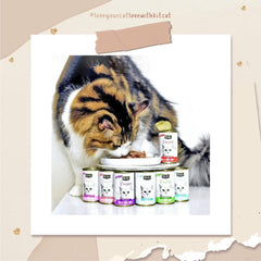 Pate Mèo Mọi Lứa Tuổi Kit Cat Complete (Lon 150g) - Paddy Pet Shop
