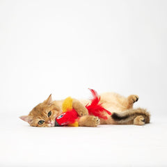 Đồ Chơi Mèo Vẹt Catnip FOFOS - Paddy Pet Shop