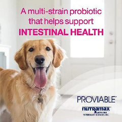 Men tiêu hoá cho chó mèo Nutramax Proviable (USA) - Paddy Pet Shop