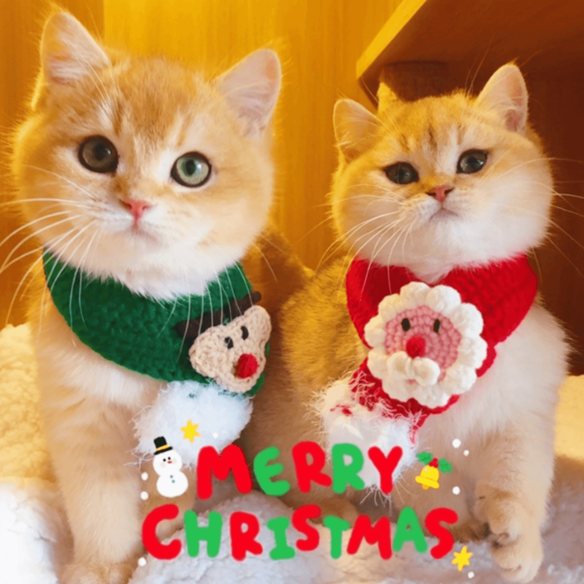 khan-len-noel-santa-cho-meo
