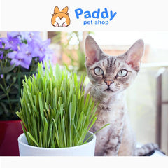 Cỏ Mèo, Cỏ Lúa Mì Tươi Trồng Sẵn Cho Mèo (Chỉ ship Tp.HCM) - Paddy Pet Shop