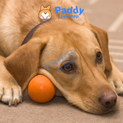 Banh Cao Su TPet Siêu Bền Đồ Chơi Cho Chó - Paddy Pet Shop