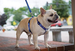 Dây Dắt YẾM Cho Chó Mèo Nhỏ DoggyMan - Paddy Pet Shop