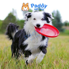 Đồ Chơi Cho Chó Đĩa Bay Cao Su Tpet Huấn Luyện Chó - Paddy Pet Shop