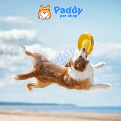 Đồ Chơi Cho Chó Đĩa Bay Cao Su Tpet Huấn Luyện Chó - Paddy Pet Shop