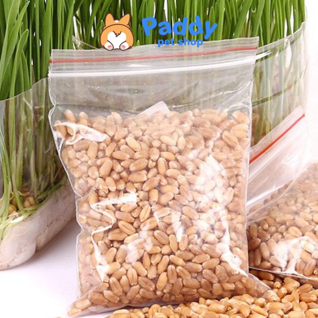 Hạt Giống Trồng Cỏ Lúa Mì Bổ Trợ Tiêu Hóa Cho Mèo 100g - Paddy Pet Shop