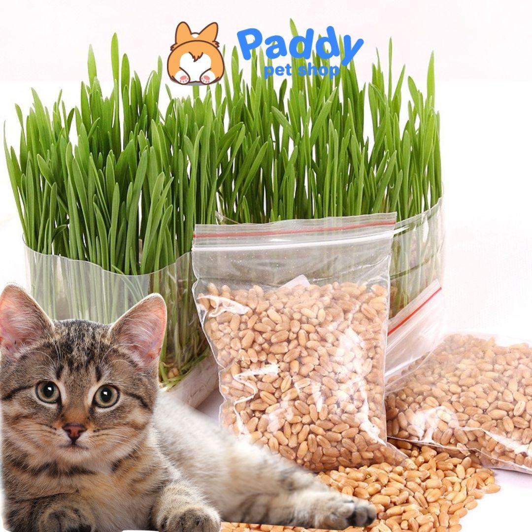 Hạt Giống Trồng Cỏ Lúa Mì Bổ Trợ Tiêu Hóa Cho Mèo 100g - Paddy Pet Shop