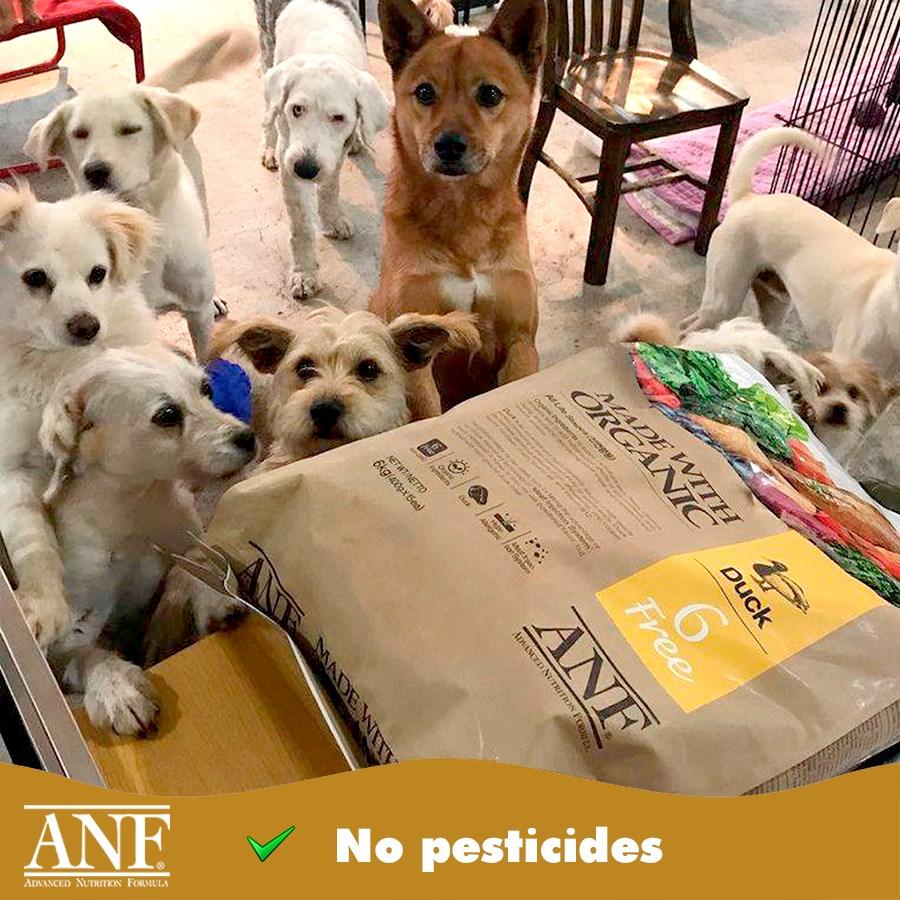 Thức Ăn Cho Chó Trên 6 Tháng ANF 6Free Hữu Cơ - Paddy Pet Shop