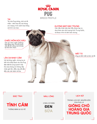 Thức Ăn Hạt Cho Chó Pug Trưởng Thành Royal Canin Pug Adult - Paddy Pet Shop