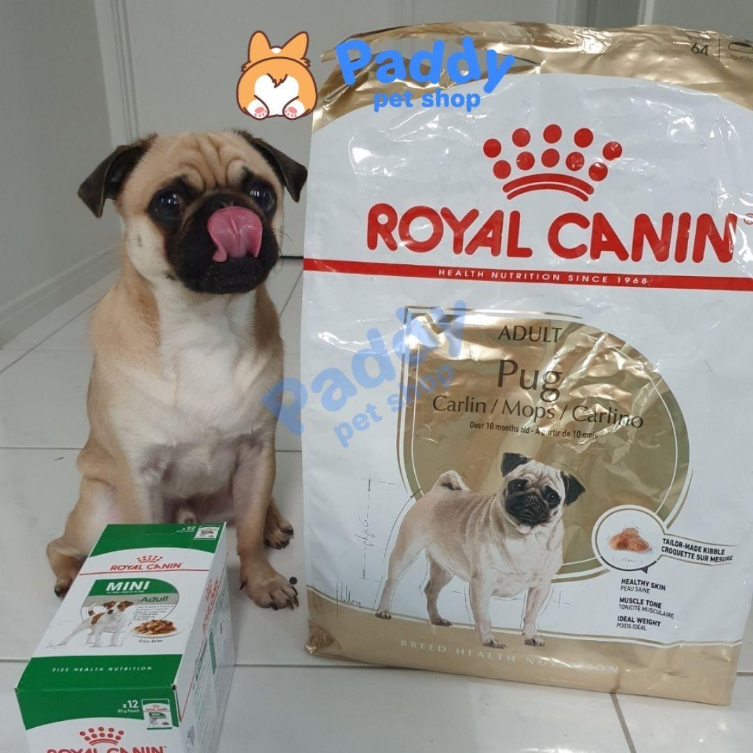 Thức Ăn Hạt Cho Chó Pug Trưởng Thành Royal Canin Pug Adult - Paddy Pet Shop