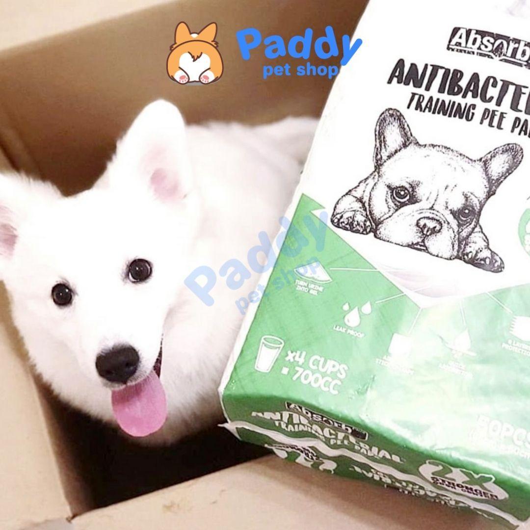 Lót Chuồng Absorb Plus Diệt Khuẩn & Thấm Hút Gấp 2 Lần Cho Chó Mèo - Paddy Pet Shop