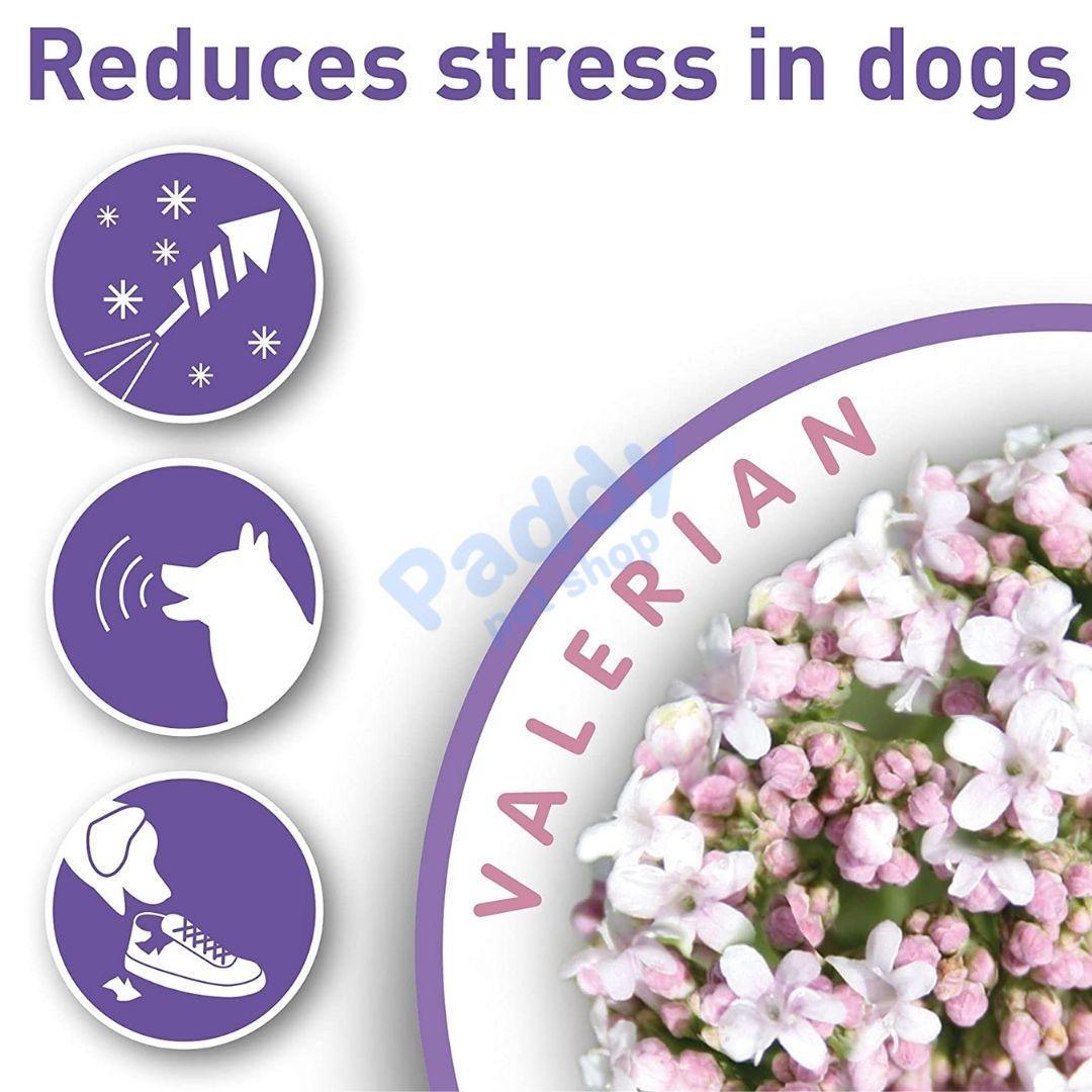 Nhỏ Gáy Giảm Stress Cho CHÓ Thư Giãn Beaphar Calming - Paddy Pet Shop