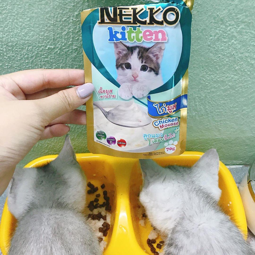 Pate Mèo Con Nekko Kitten Mousse 70g - Paddy Pet Shop