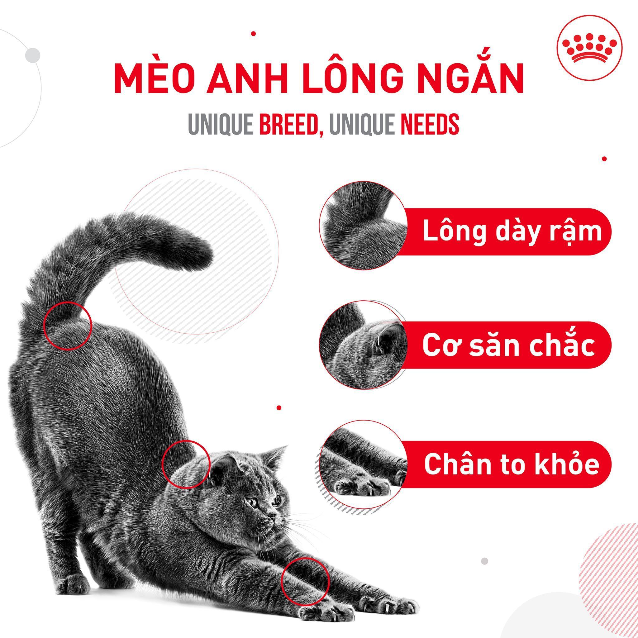 Pate Mèo Anh Lông Ngắn Trưởng Thành Royal Canin British Shorthair - Paddy Pet Shop